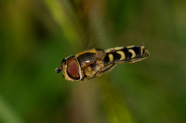 Scaeva selenitica.  A scarce hoverfly in the UK, mostly associated with coniferous woodland.